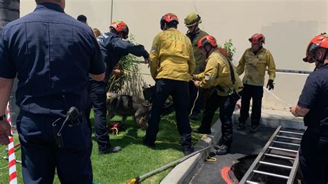 Dog rescued after falling into sinkhole in San Bernardino